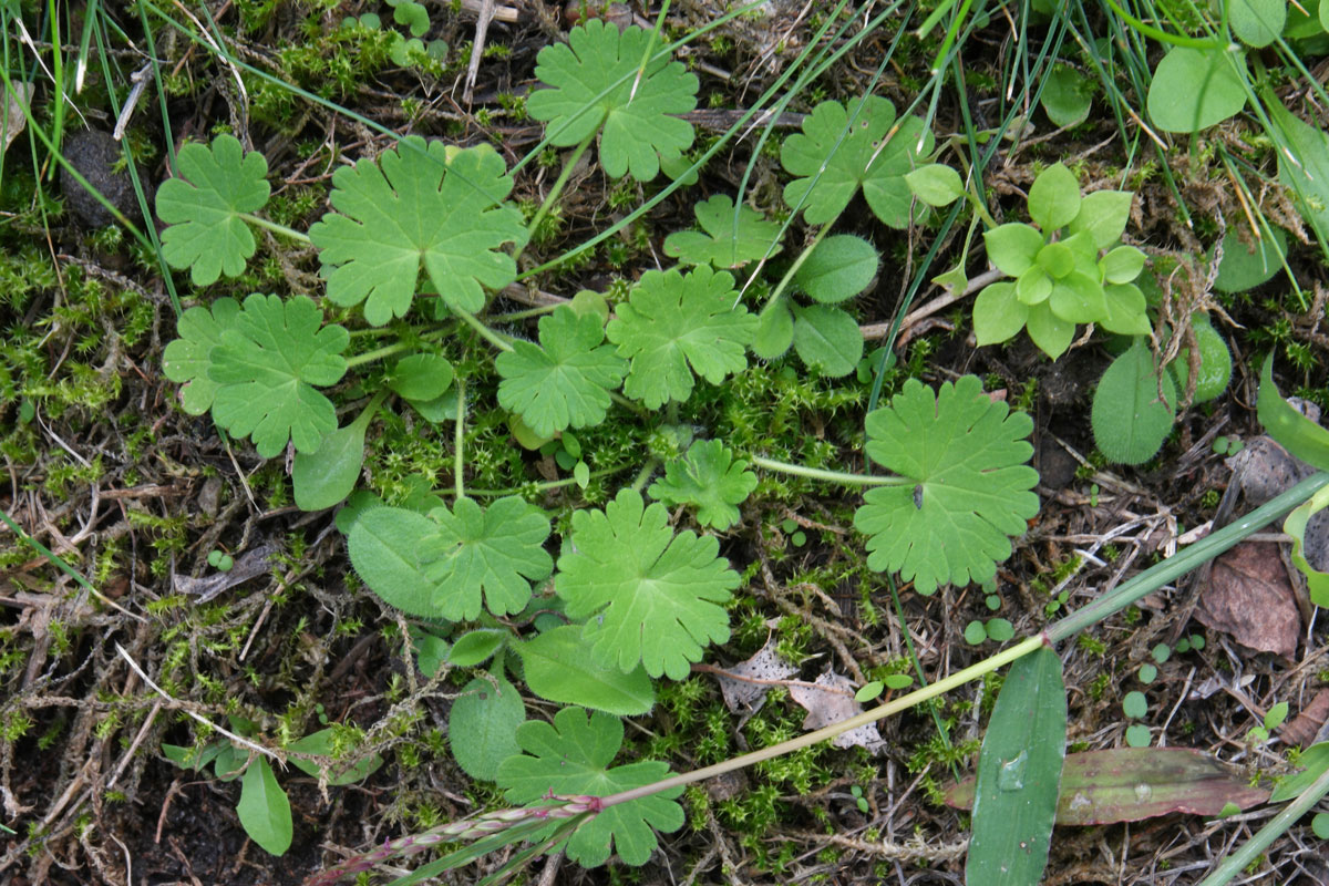 Geranium pyrenaicum