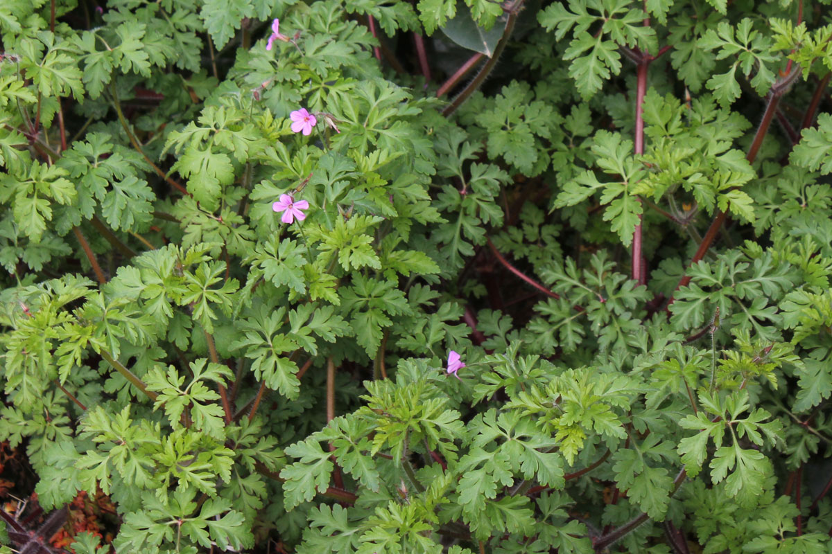 Geranium robertianum
