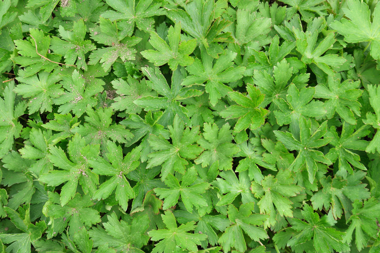 Geranium sylvaticum Album