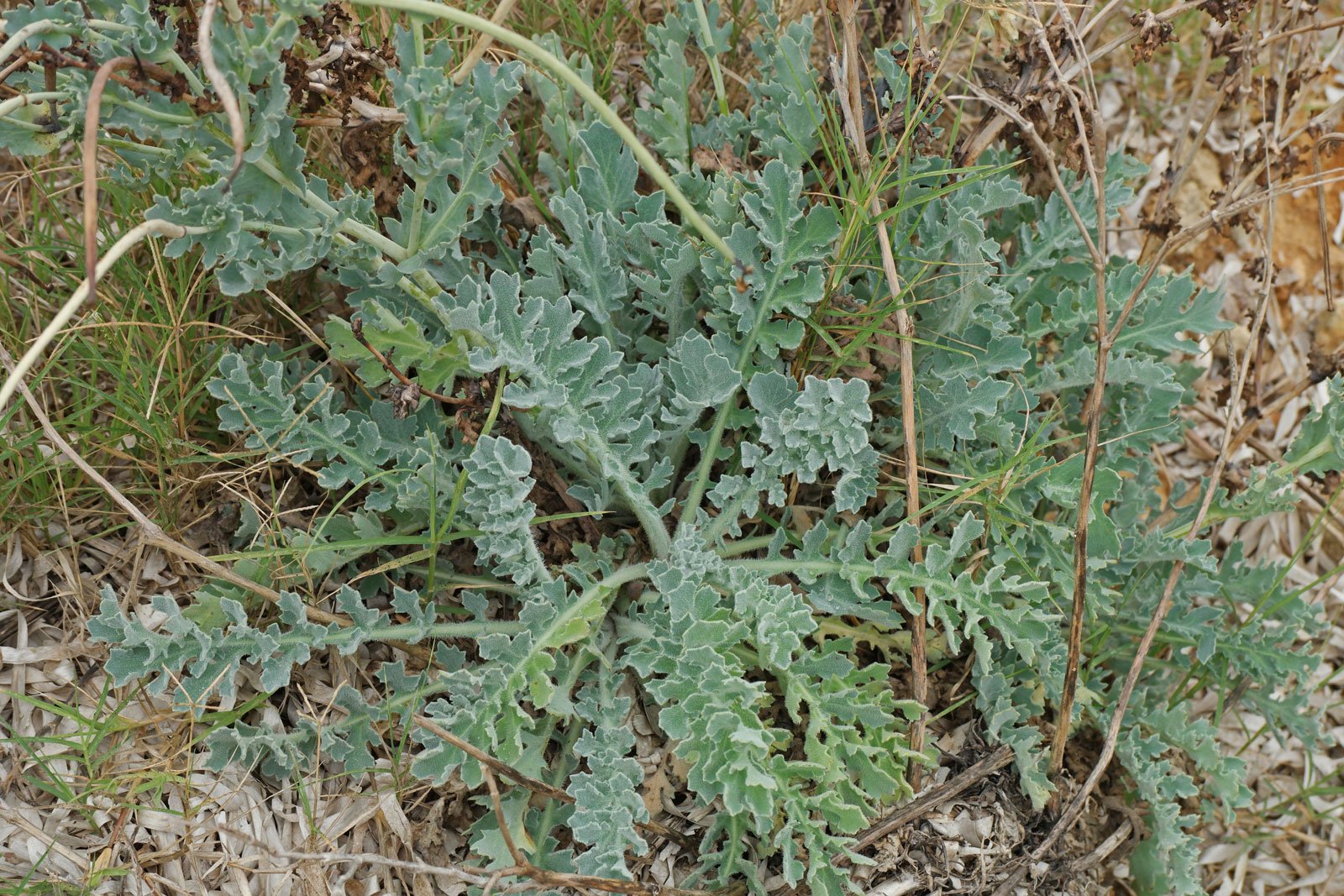 Glaucium flavum