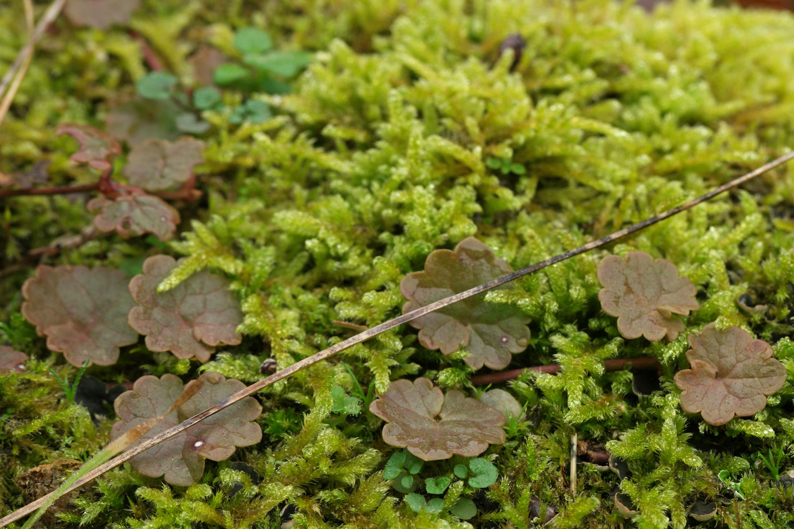 Glechoma hederacea
