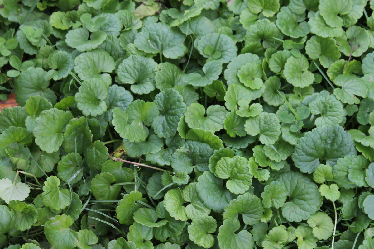 Glechoma hederacea
