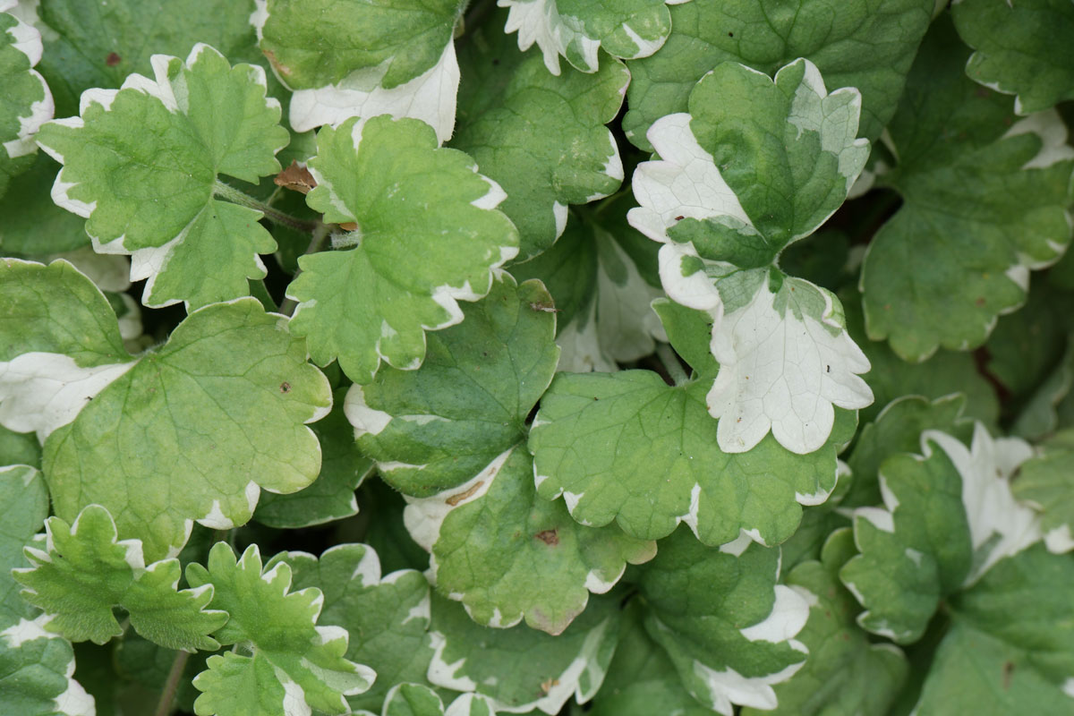 Glechomahederacea Variegata