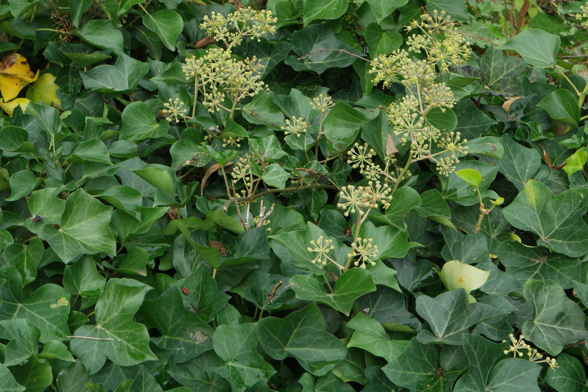 Hedera helix