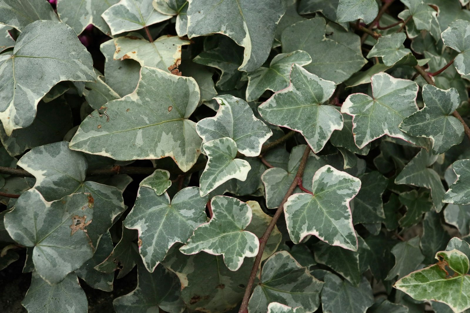 Hedera helix Glacier