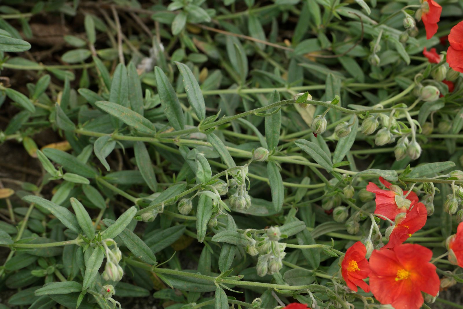 Helianthemum Henfield Brilliant