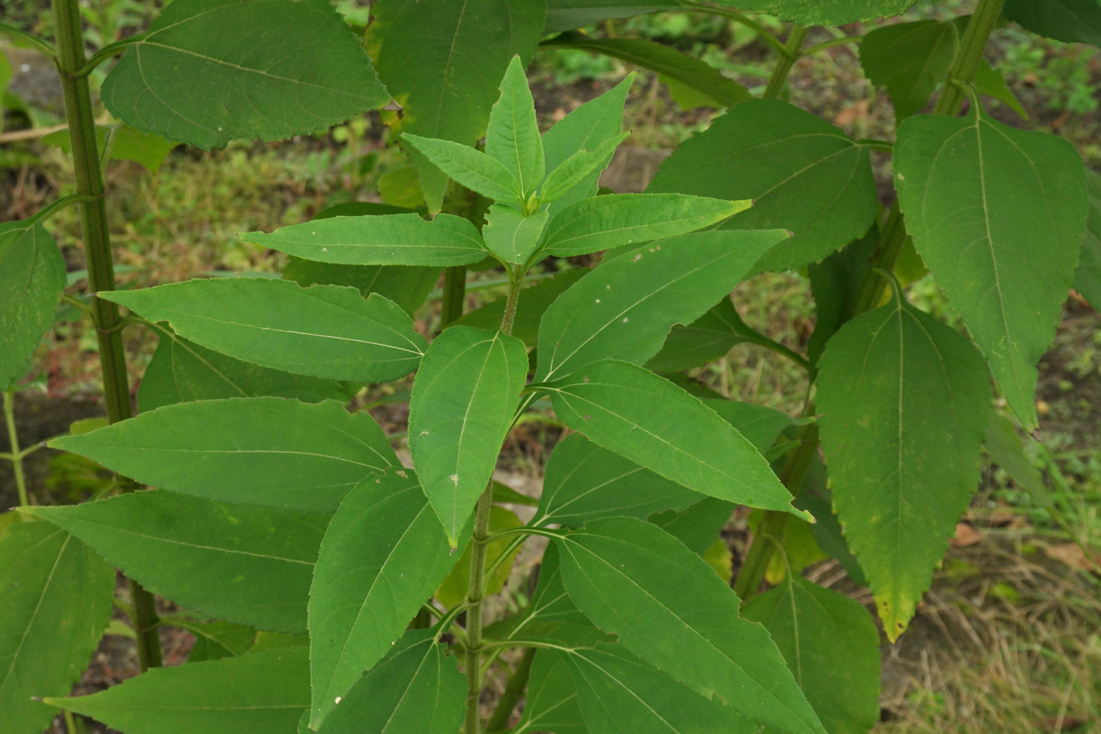 Helianthus tuberosus