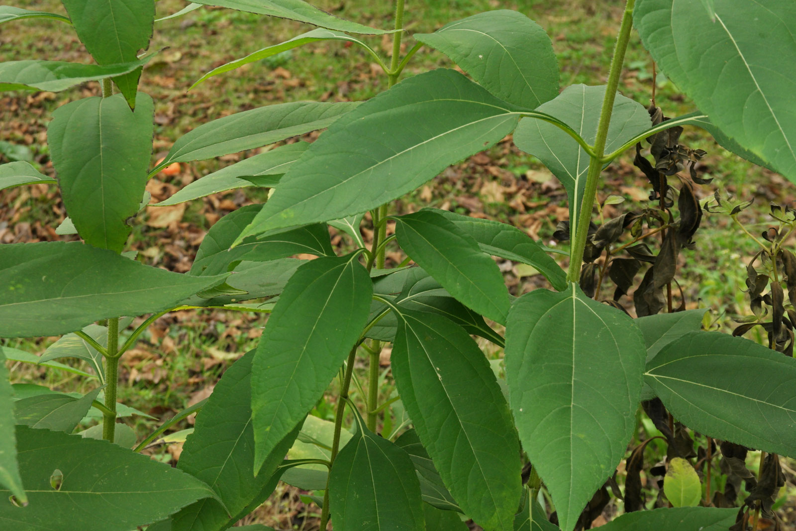 Helianthus tuberosus
