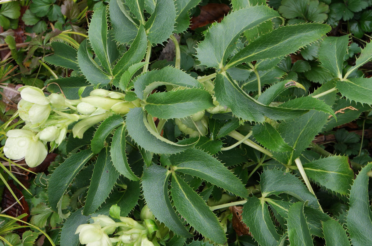 Helleborus argutifolius