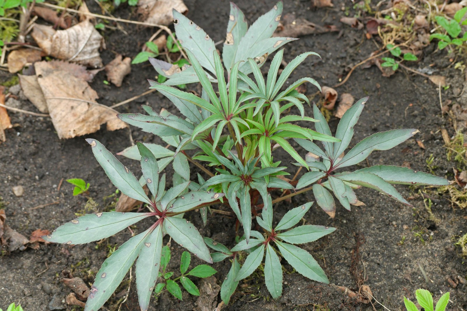 Helleborus foetidus