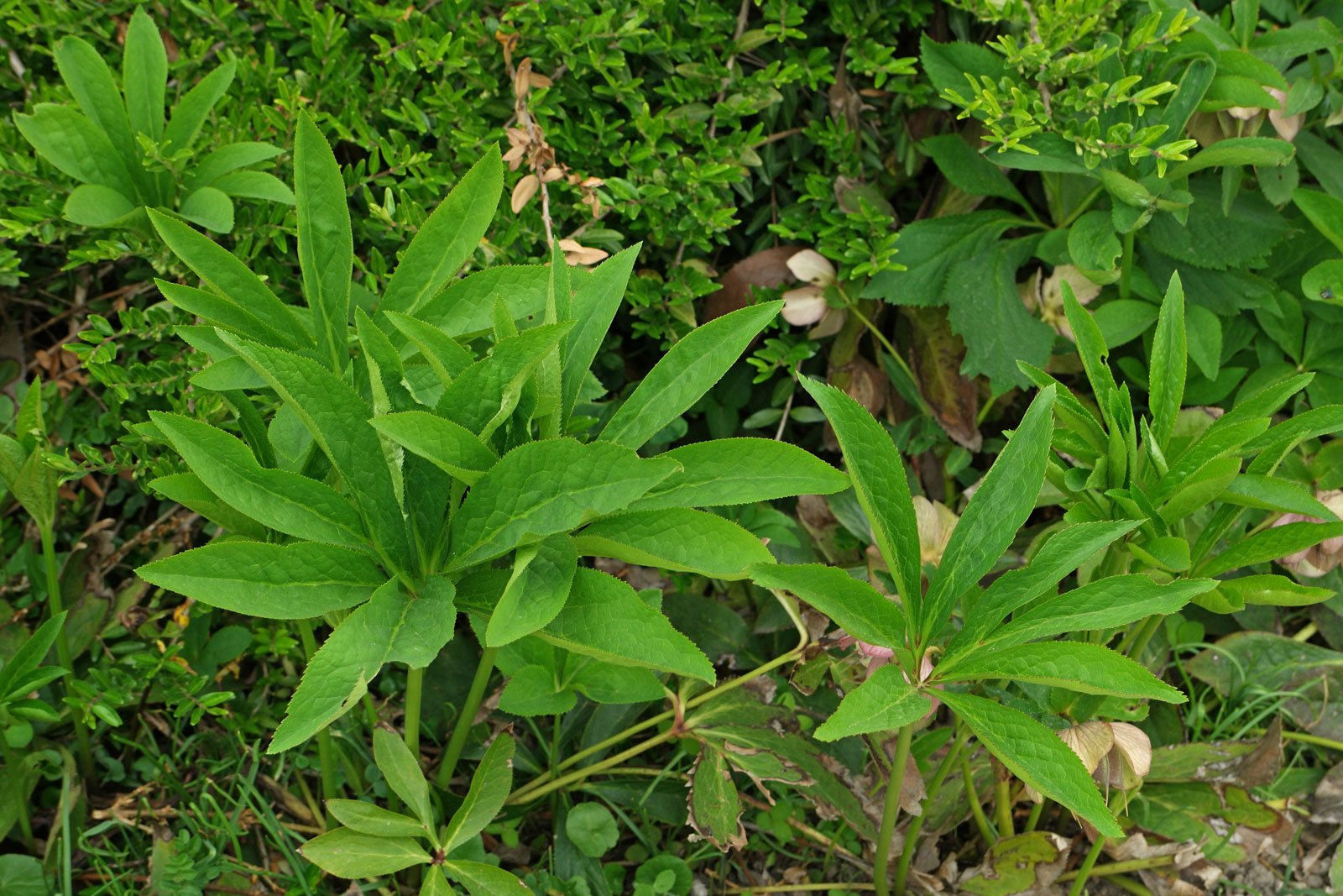 Helleborus orientalis cv 4