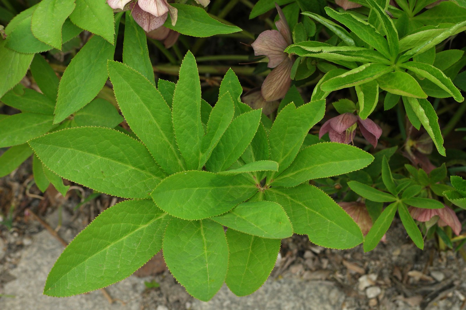 Helleborus orientalis cv