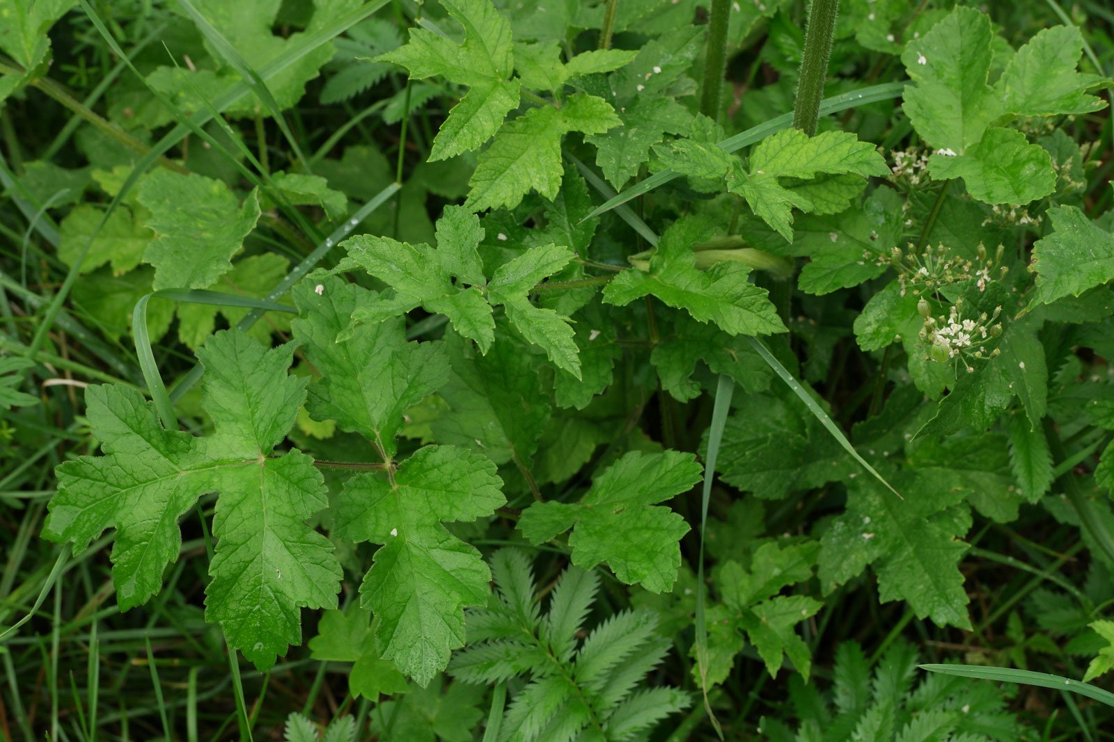 Heracleum sphondylium
