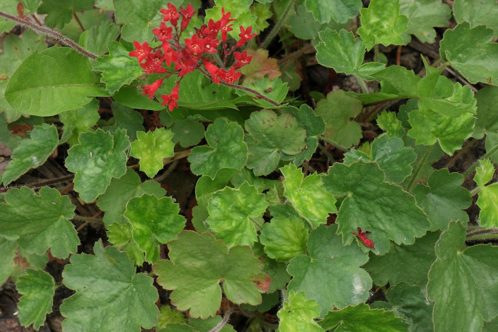 Heuchera brizoides