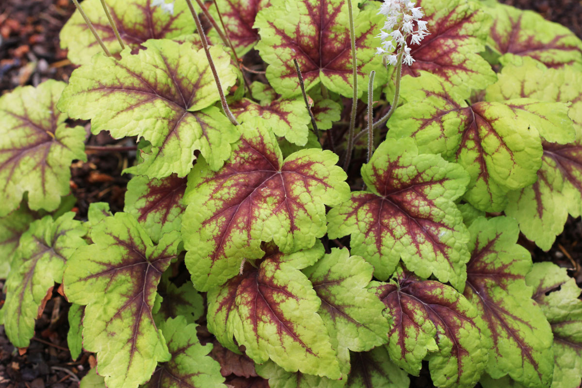 Heucherella tiarelloides Stoplight