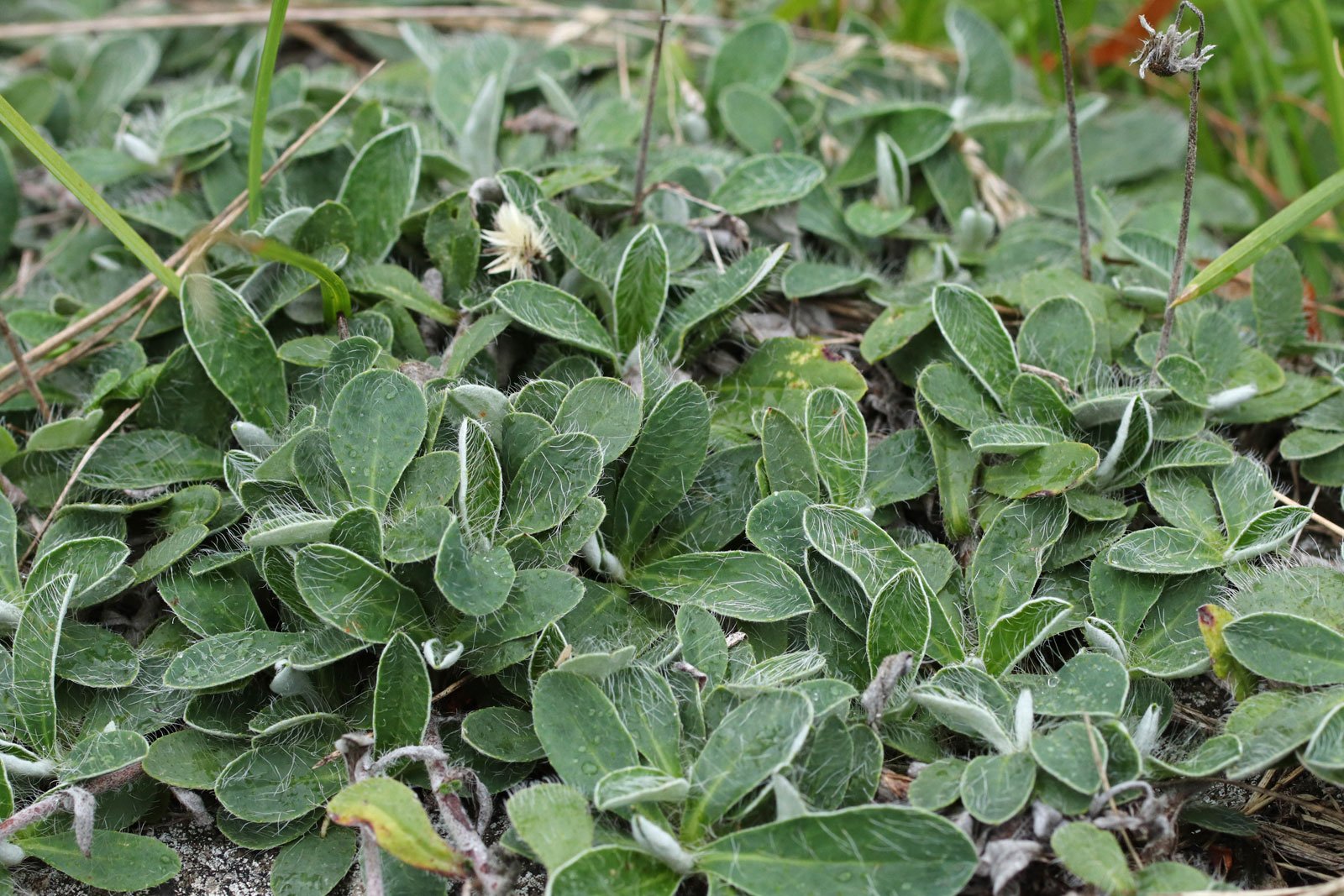 Hieracium pilosella