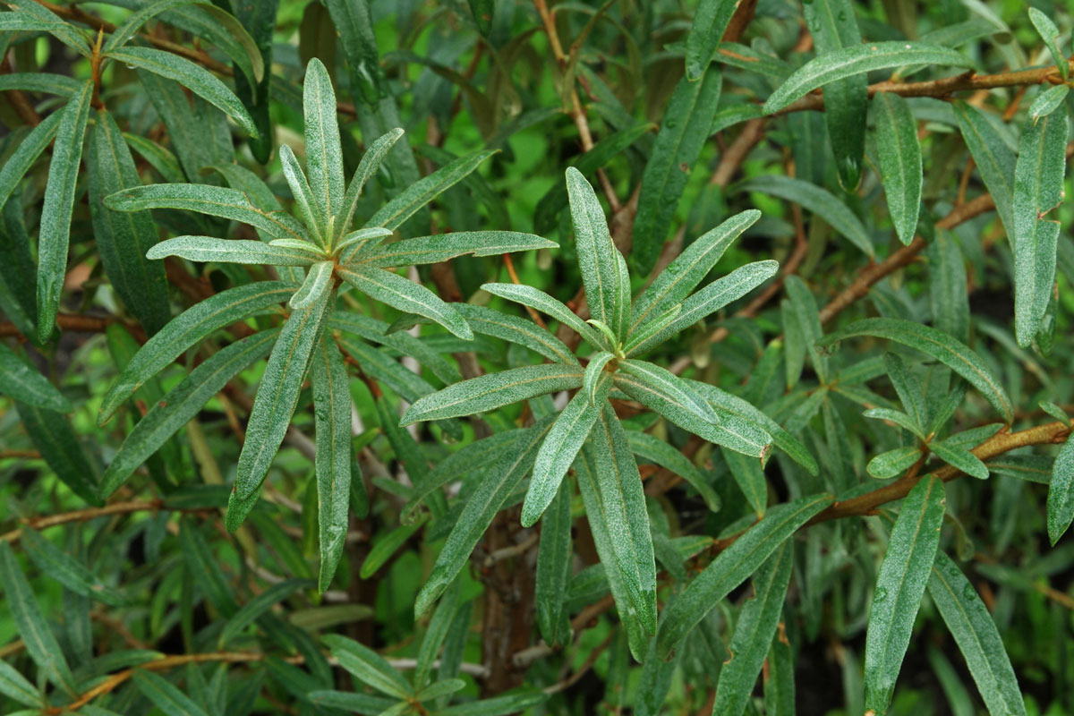 Hippophae rhamnoides