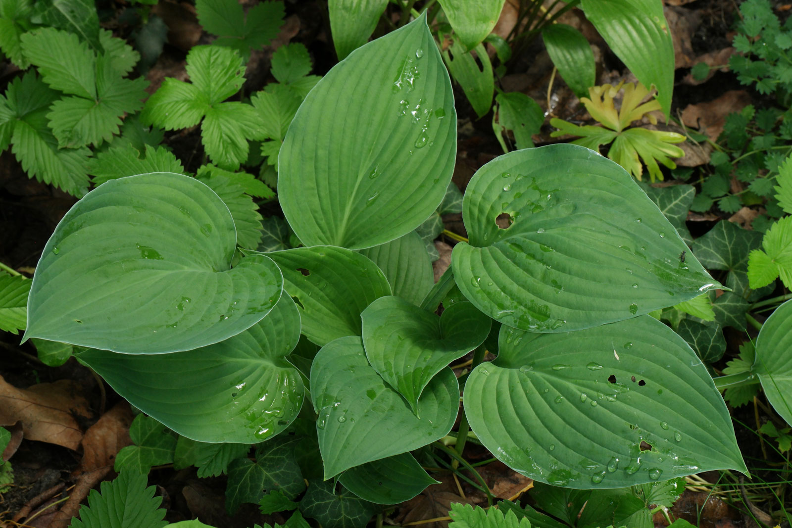 Hosta Fortunei Hyacinthina