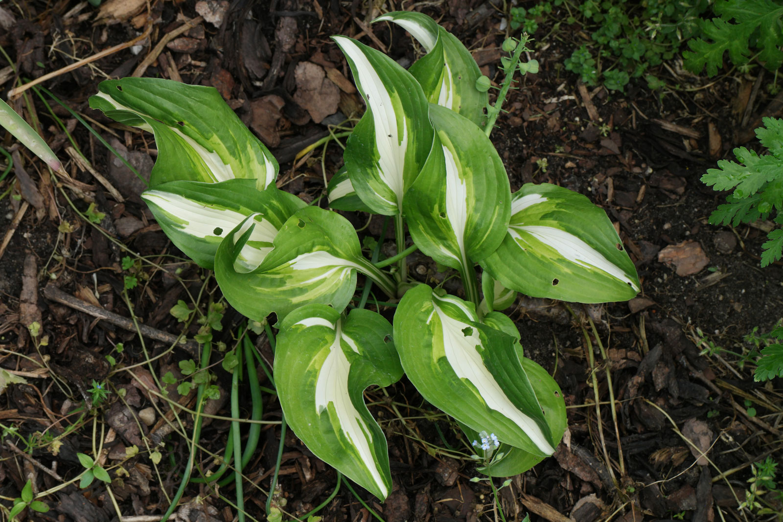 Hosta Undulata Univittata