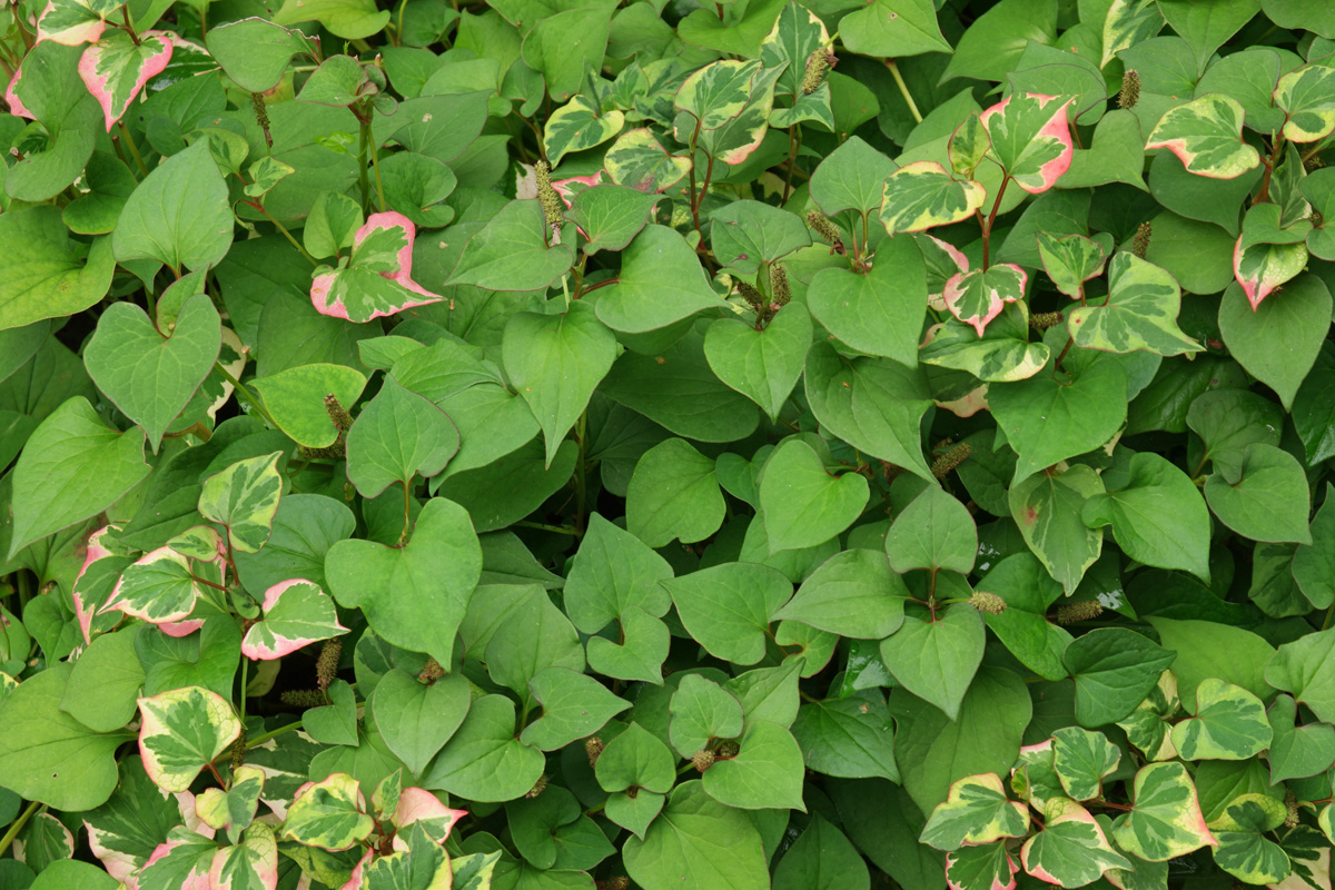 Houttuynia cordata