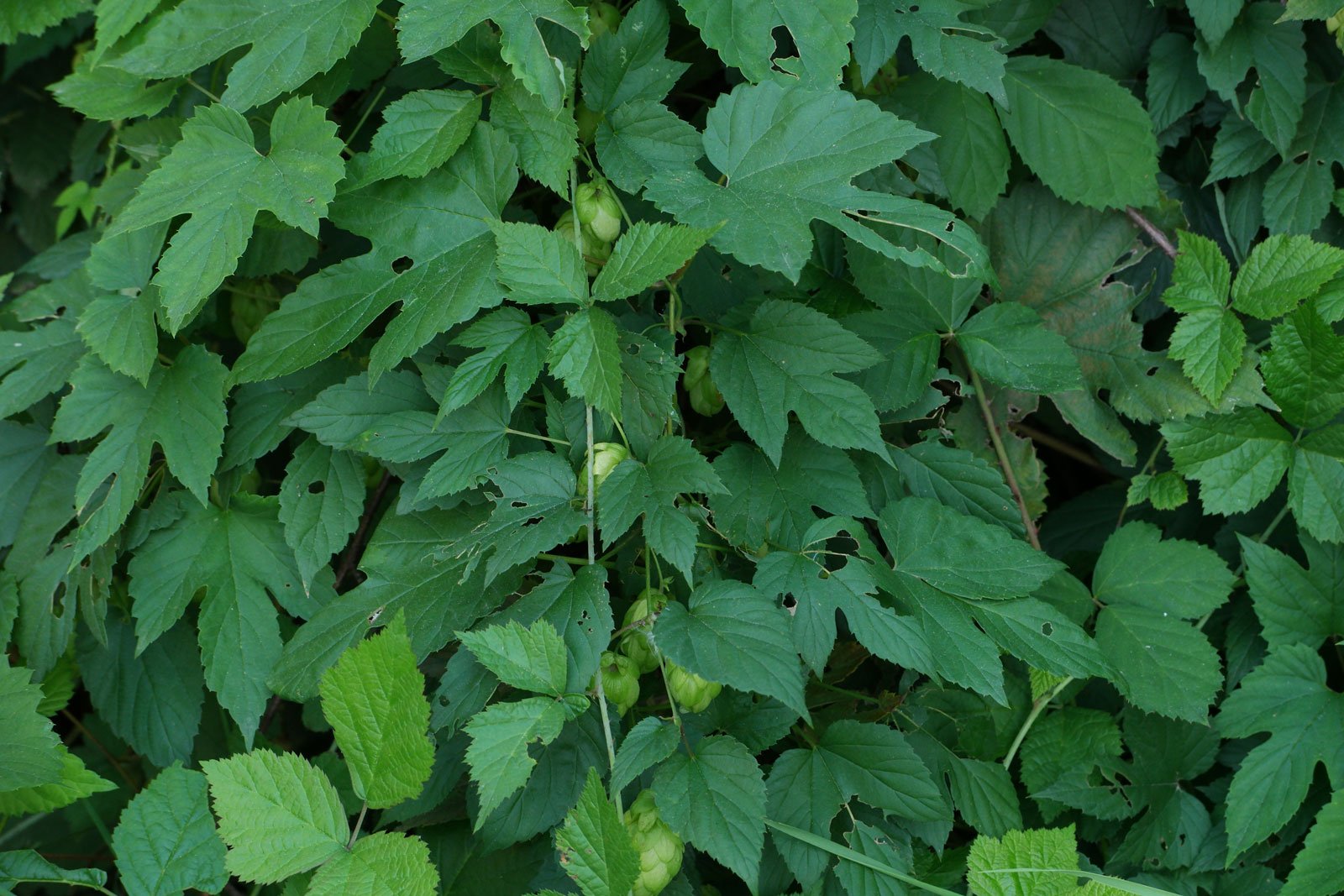 Humulus lupulus