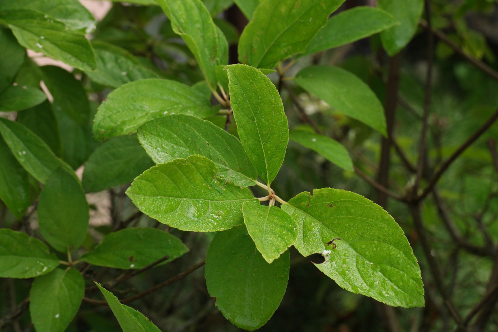 Hydrangea paniculata cv