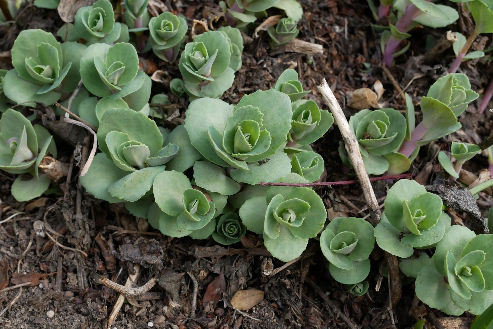 Hylotelephium telephium cv