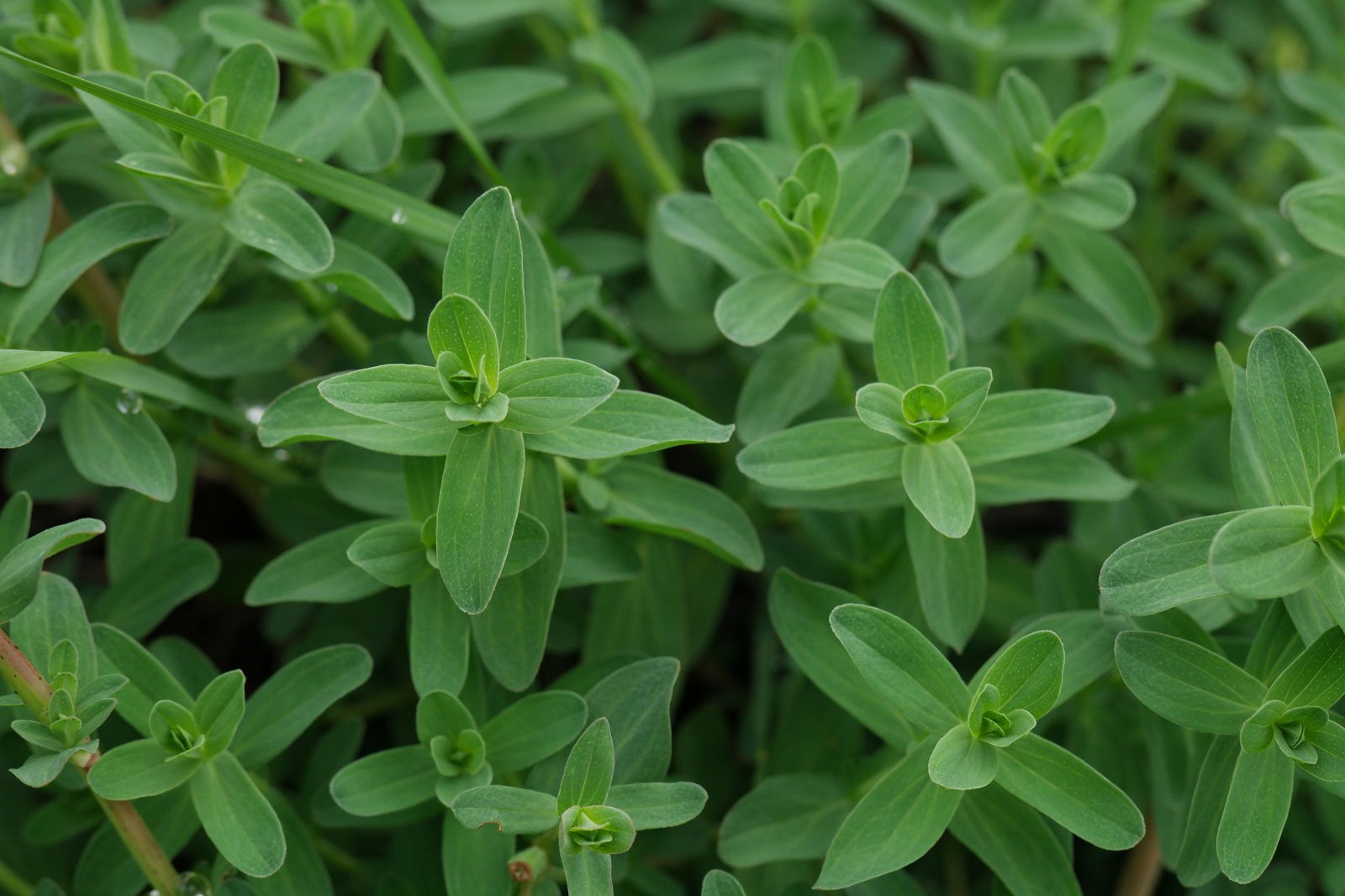Hypericum perforatum