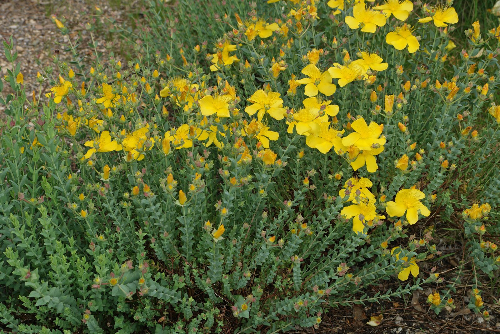 Hypericum polyphyllum Grandiflorum
