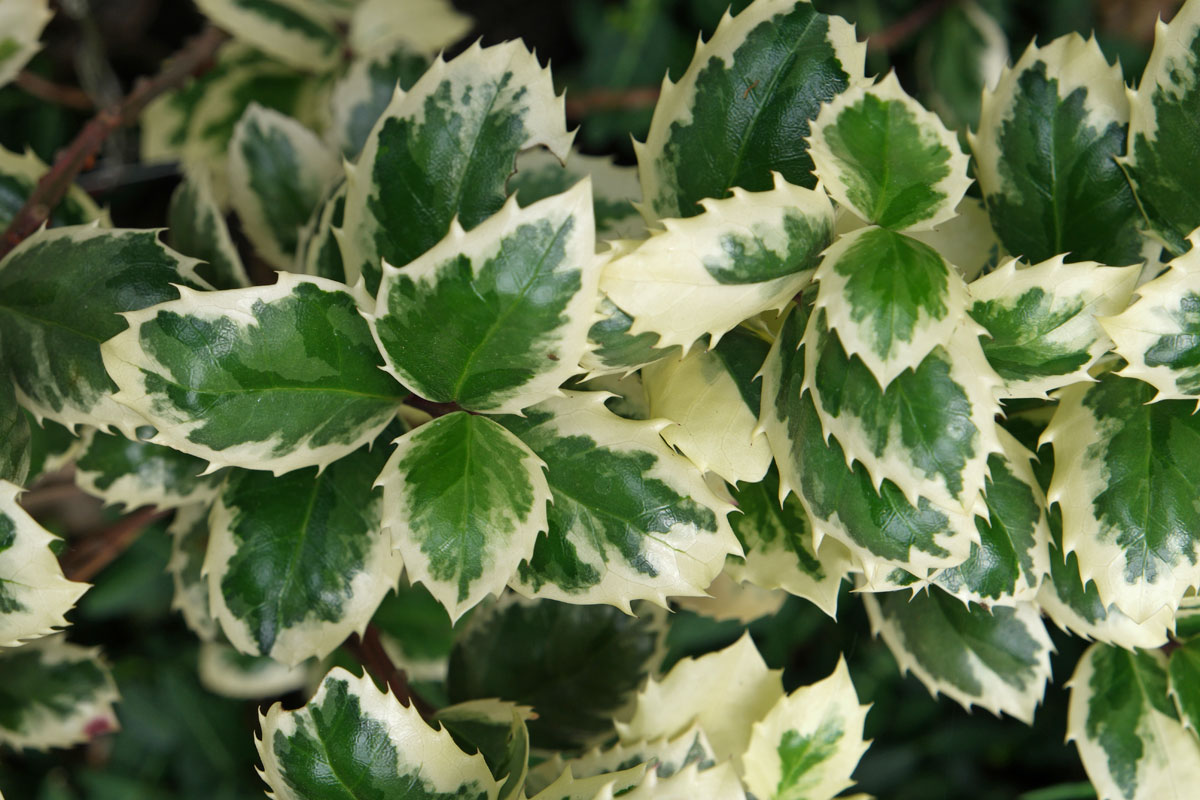 Ilex aquifolium Variegata