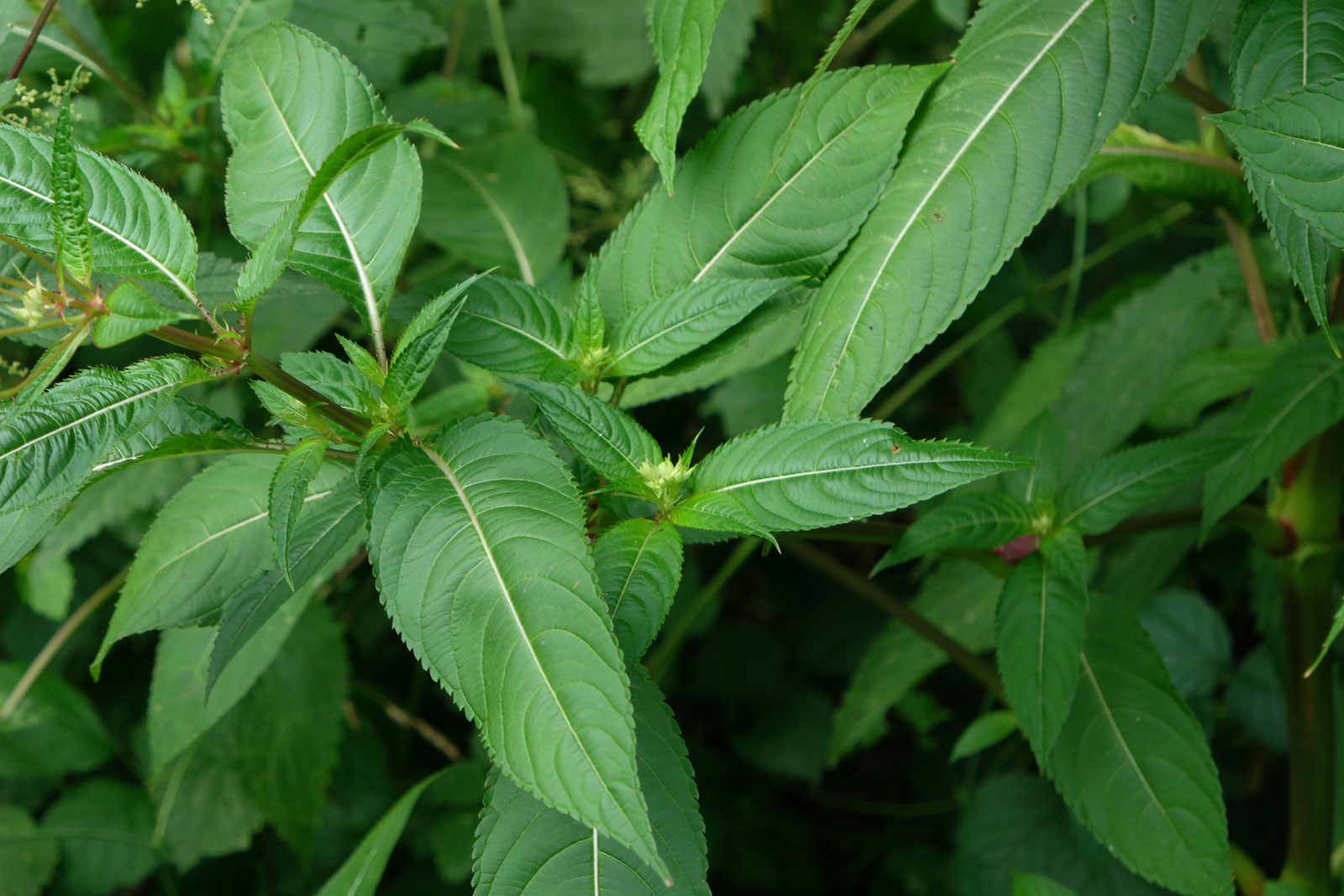 Impatiens glandulifera