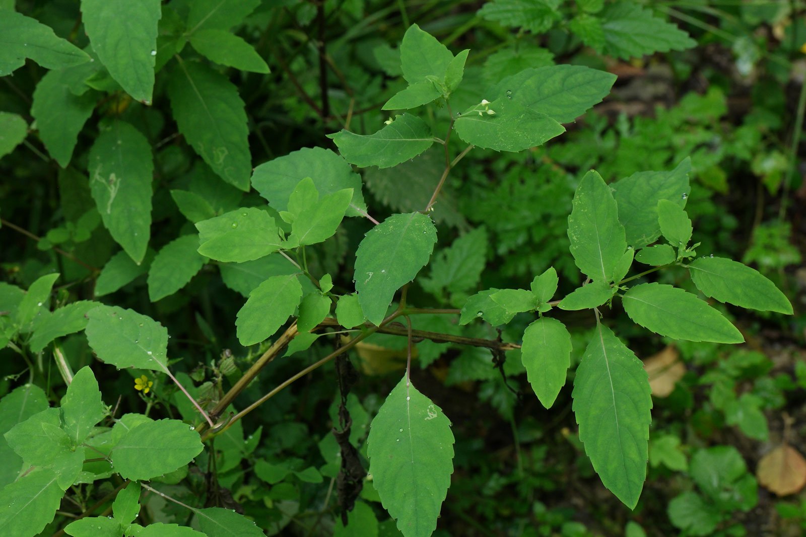 Impatiens noli tangere