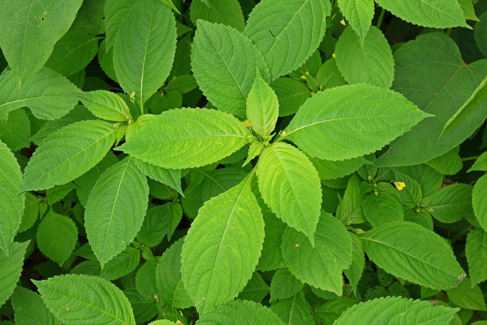Impatiens parviflora