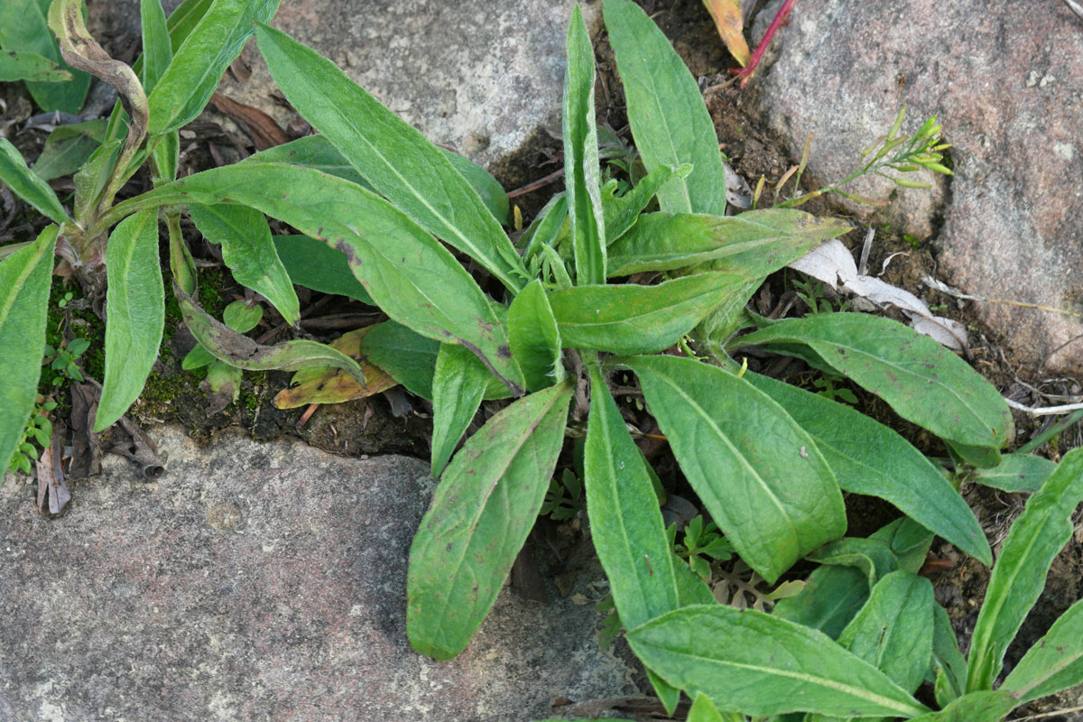 Inula