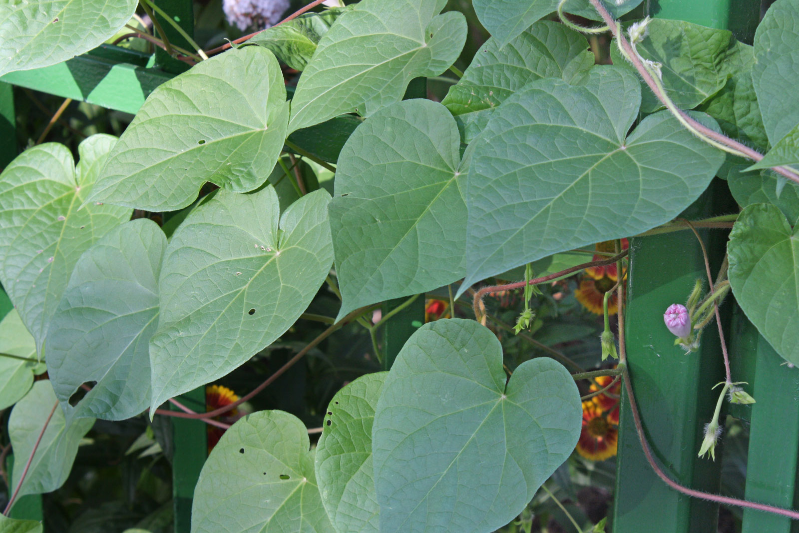 Ipomoea tricolor