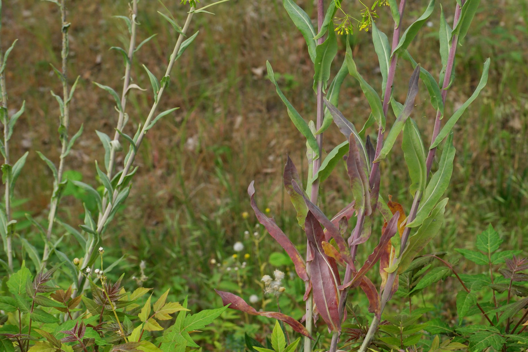Isatis tinctoria