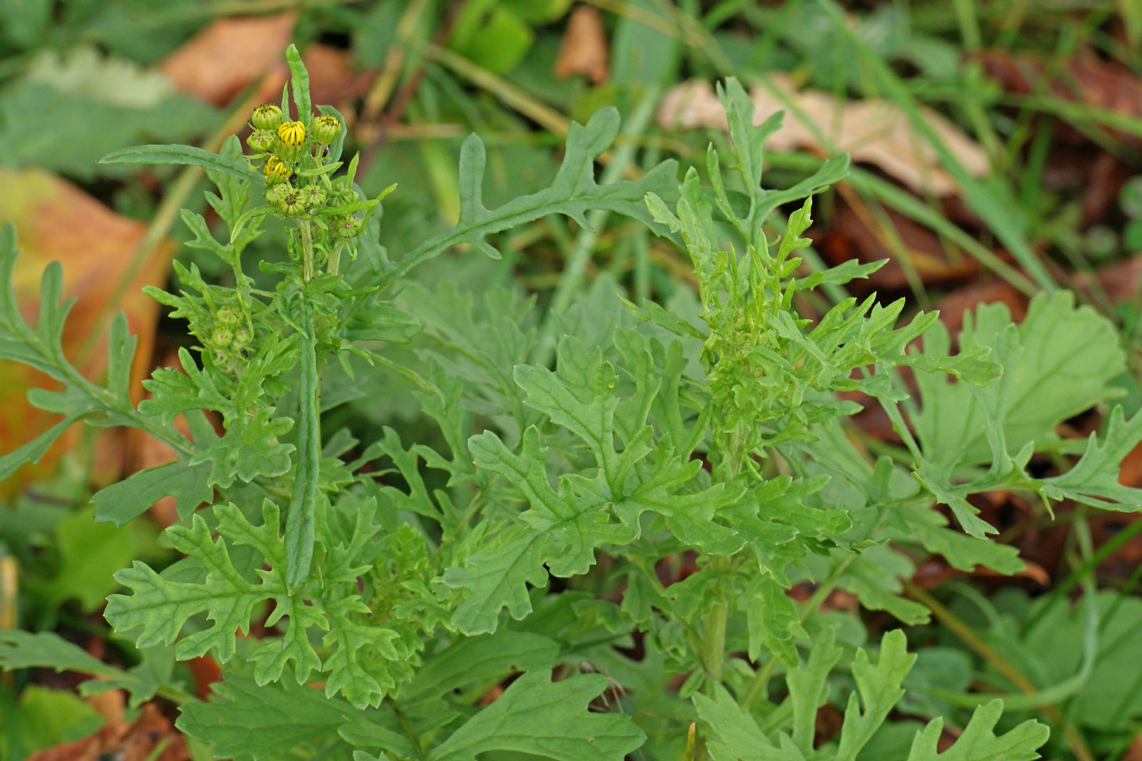 Jacobaea vulgaris