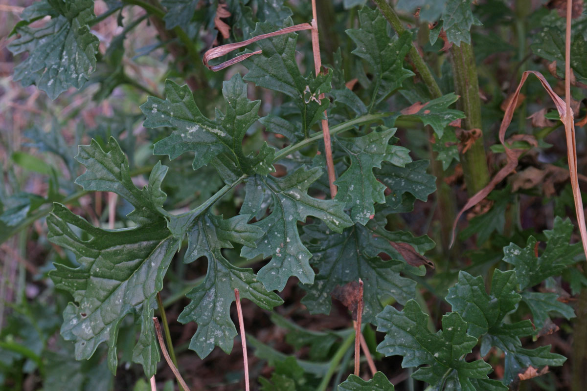 Jacobaea vulgaris dunensis