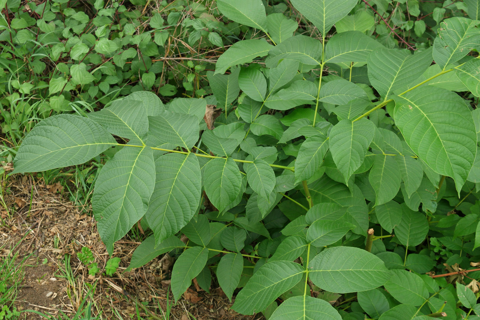 Juglans regia