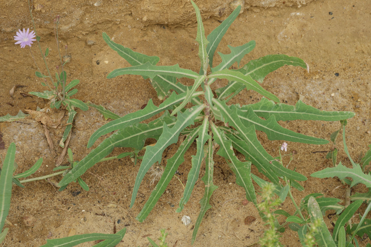 Lactuca tatarica