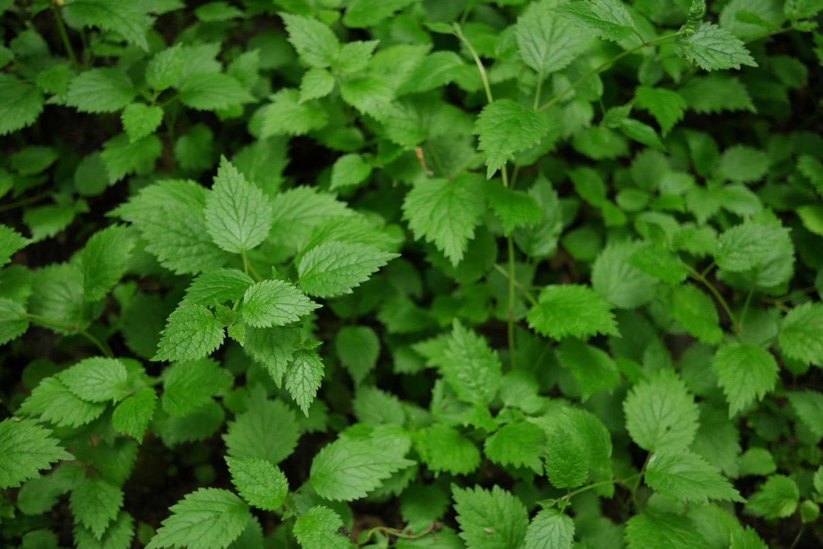 Lamium galeobdolon