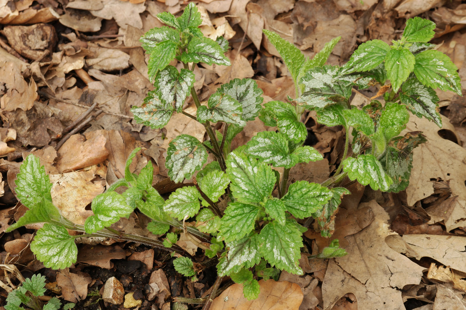 Lamium galeobdolon argentatum