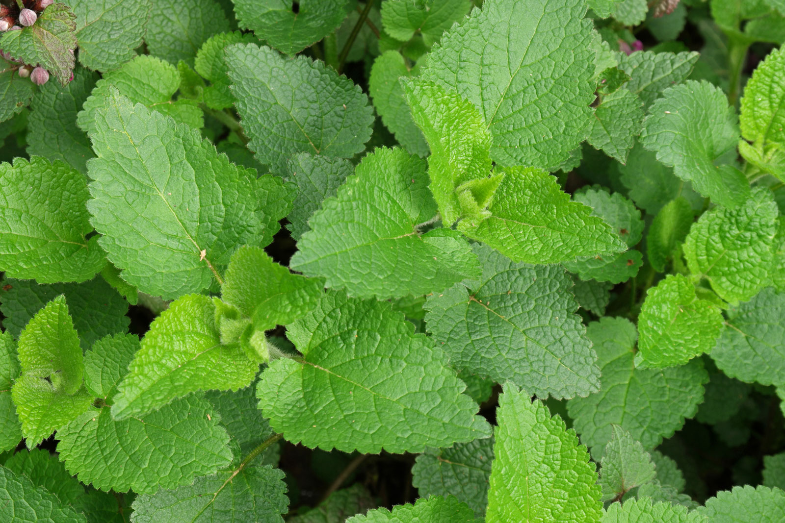 Lamium maculatum