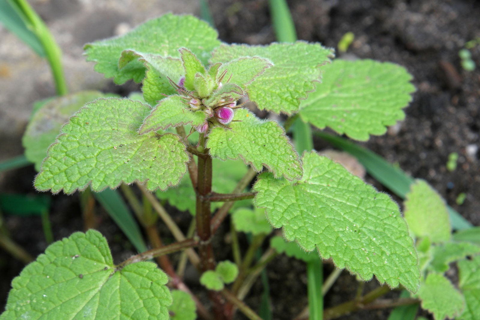 Lamium purpureum