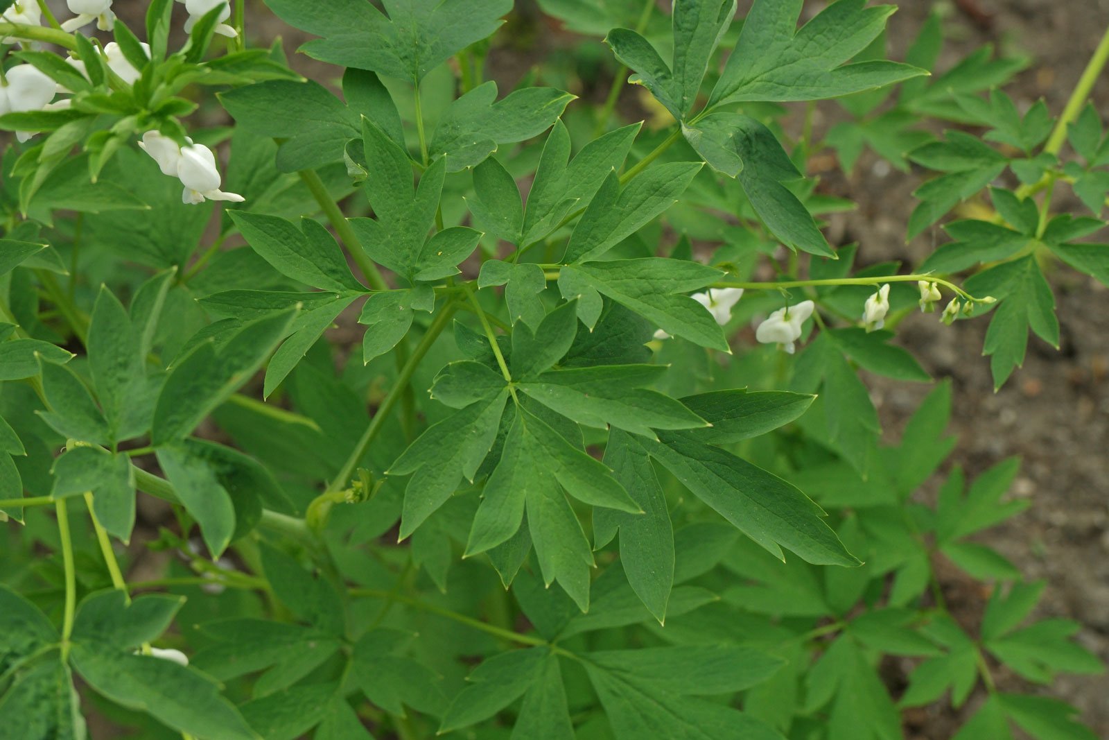 Lamprocapnos spectabilis Alba