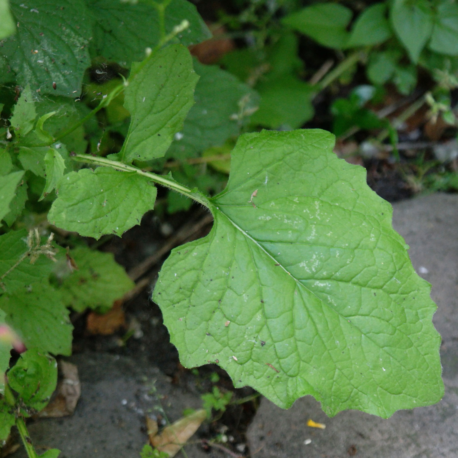 Lapsana communis