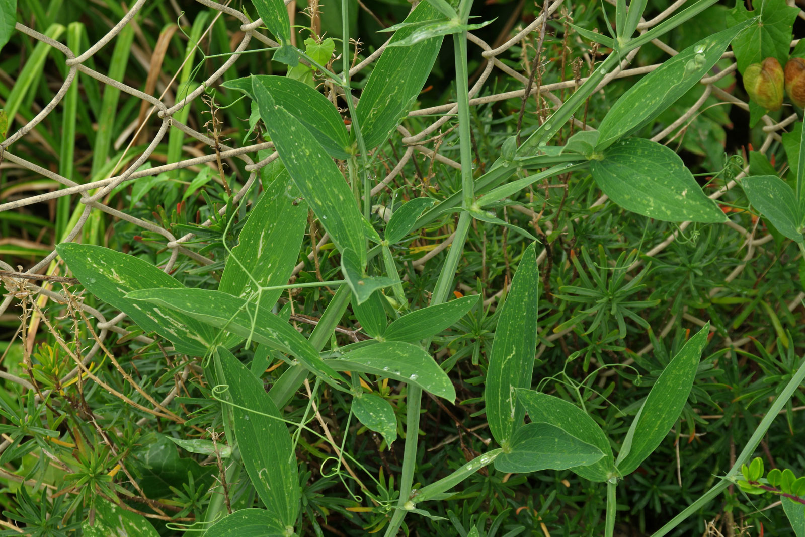 Lathyrus odoratus