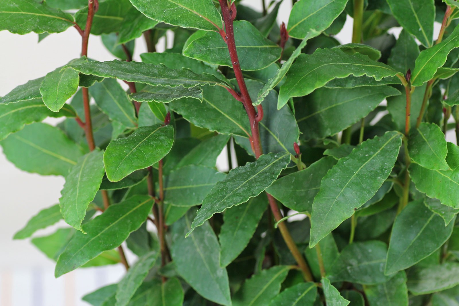 Laurus nobilis