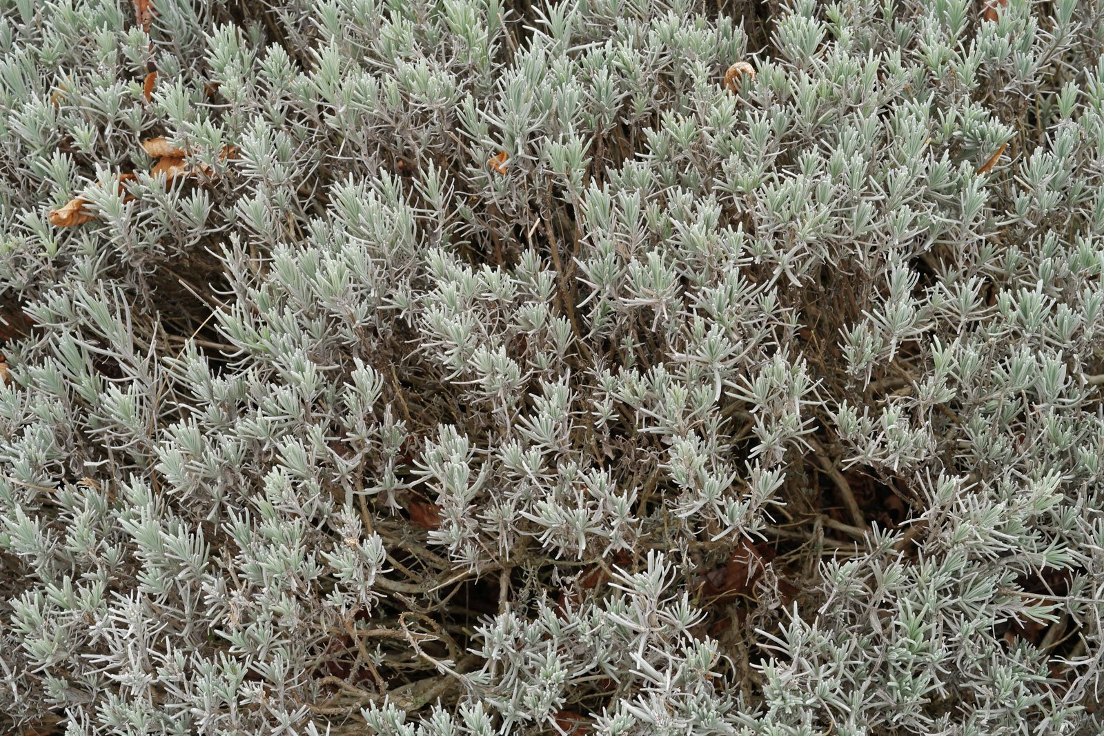 Lavandula angustifolia