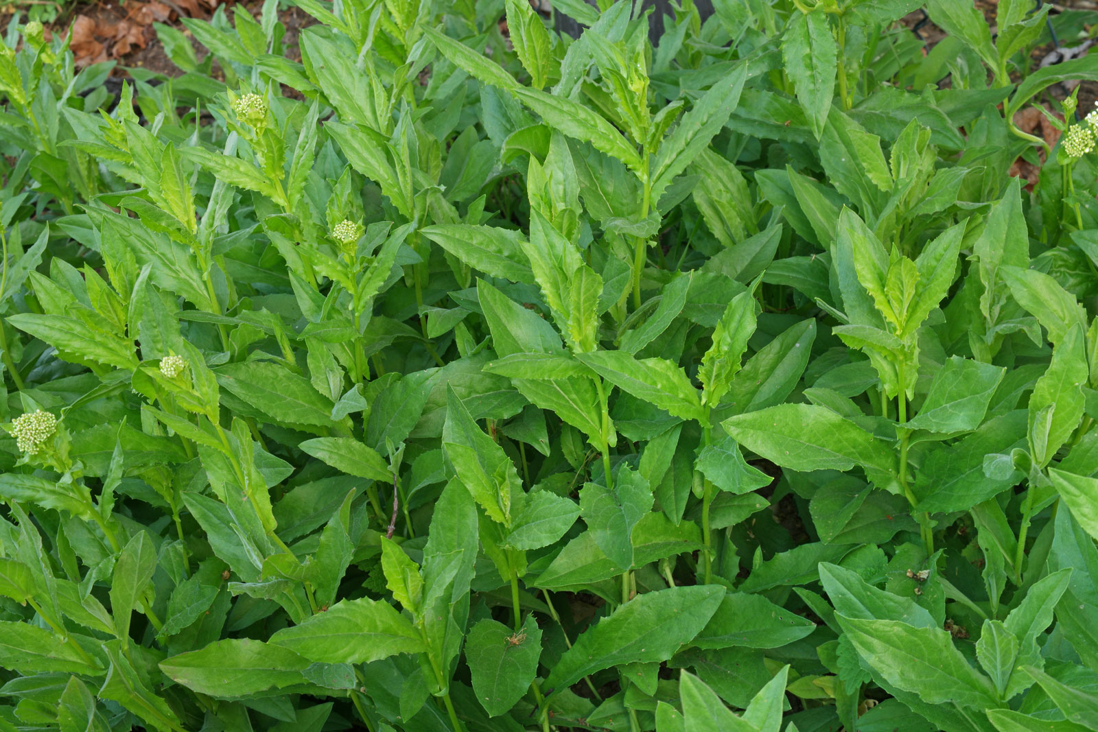 Lepidium draba